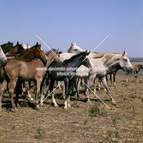 taboon of tersk mares & foals at stavropol stud, russia