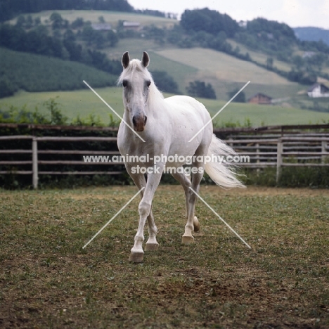 Pluto Alda, Lipizzaner stallion at piber