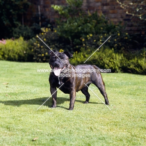 Staffordshire bull terrier in garden