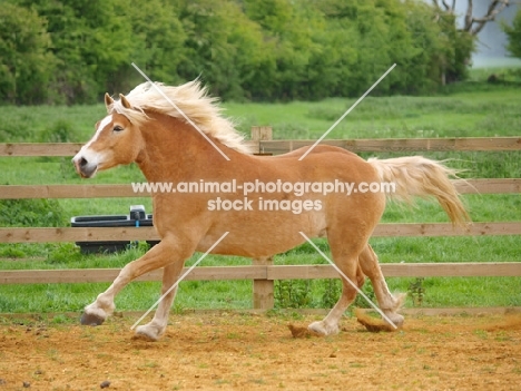 Haflinger in motion