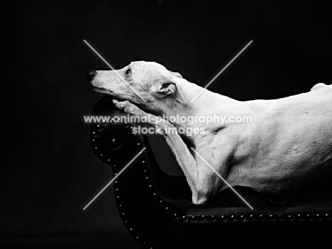 white Whippet on black background