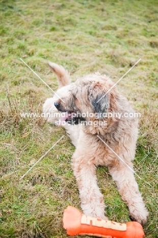 young Briard dog with toy