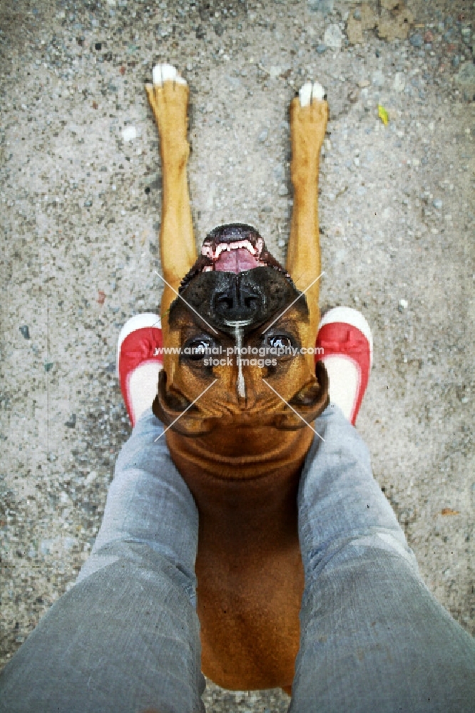 Girl standing over Boxer