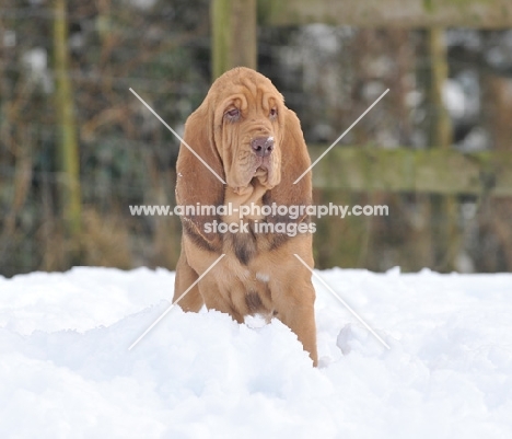 young Bloodhound in snow