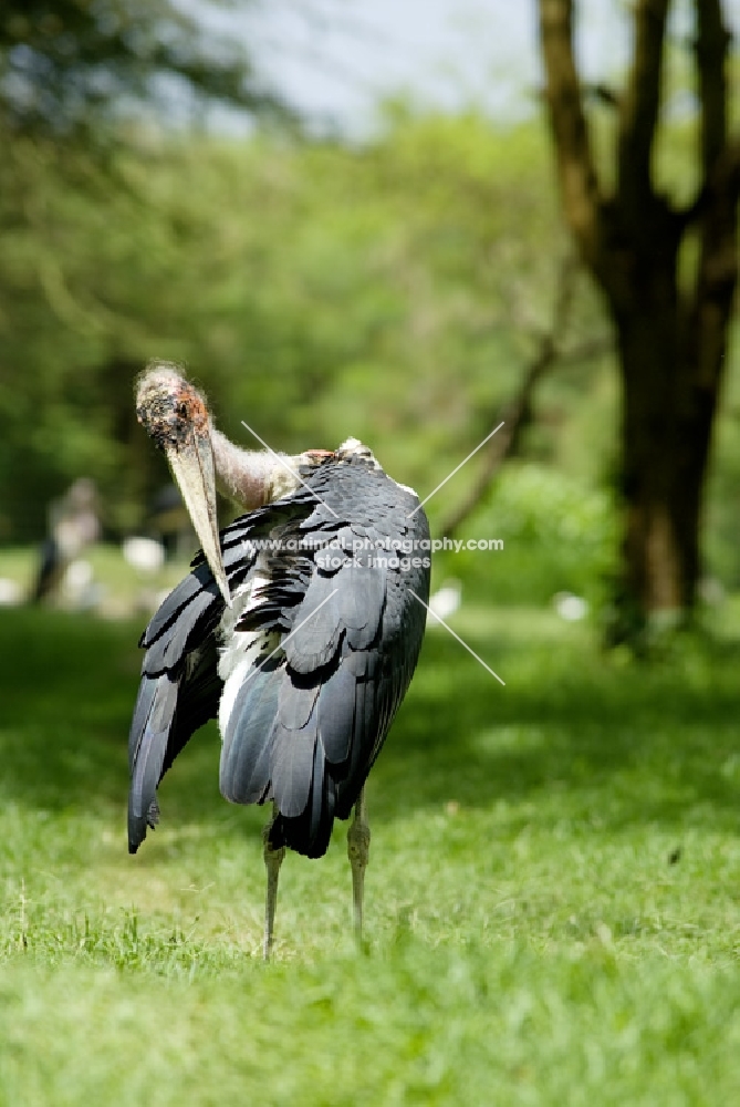 marabou stork arranging feathers