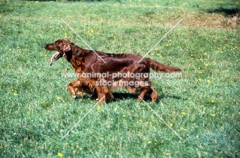 irish setter from cornevon kennels trotting across field