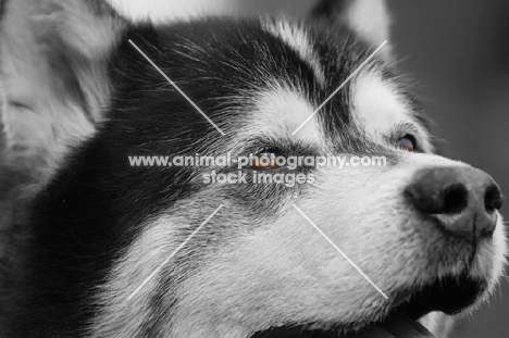 Alaskan Malamute close up