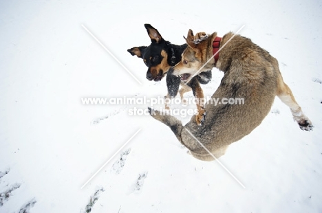 czechoslovakian wolfdog cross and dobermann cross playing fight in the snow