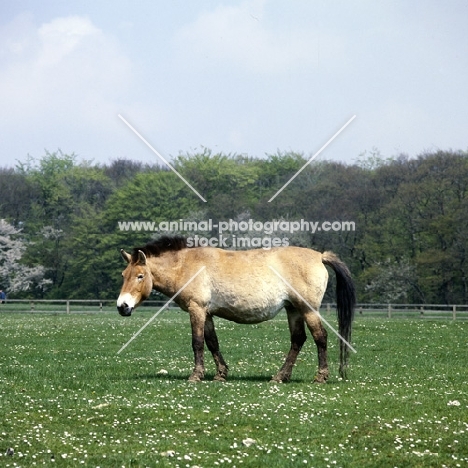 przewalski's horse at whipsnade standing with tail lifted