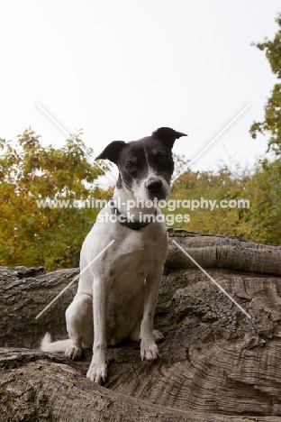 black and white crossbred Staffie dog (crossed with Whippet / Pointer / Jack Russell) sitting on a log, looking at camera inquisitively