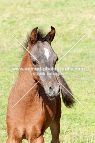 one arabian foal in green field