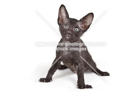 cute black Peterbald kitten