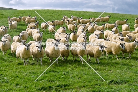 Scottish Mule ewes