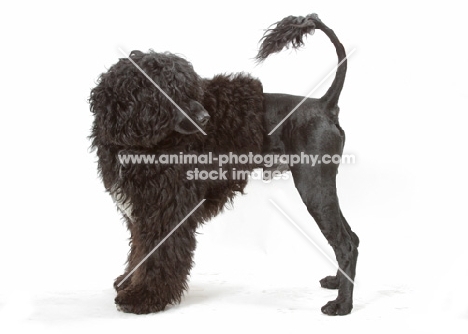 Australian Champion Portuguese Water Dog, looking away