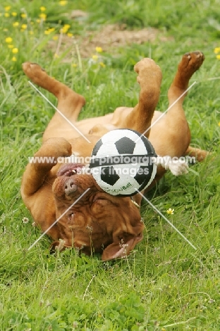 Dogue de Bordeaux playing with ball