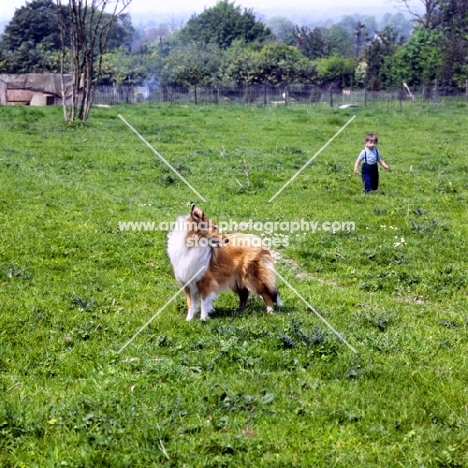 rough collie looking at young boy in a field