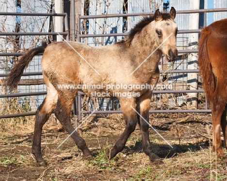 unkempt young Morgan Horse, walking