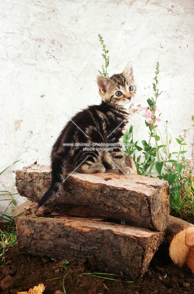 tabby kitten sitting on a pile of logs