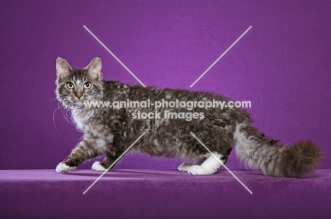 Laperm cat walking on purple background