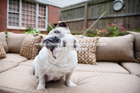 english bulldog cocking head