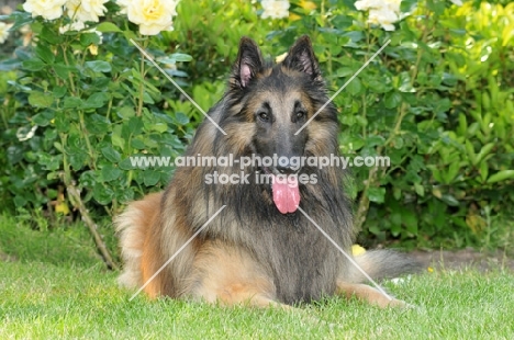 Tervueren dog laying down on grass