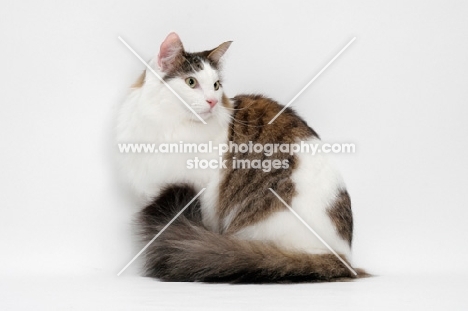 Maine Coon sitting down, Brown Mackerel Tabby White, looking away