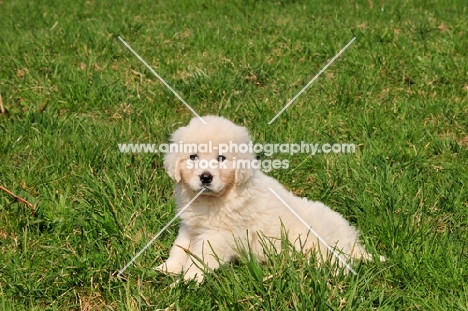 Polish Tatra Herd Dog puppy sitting down