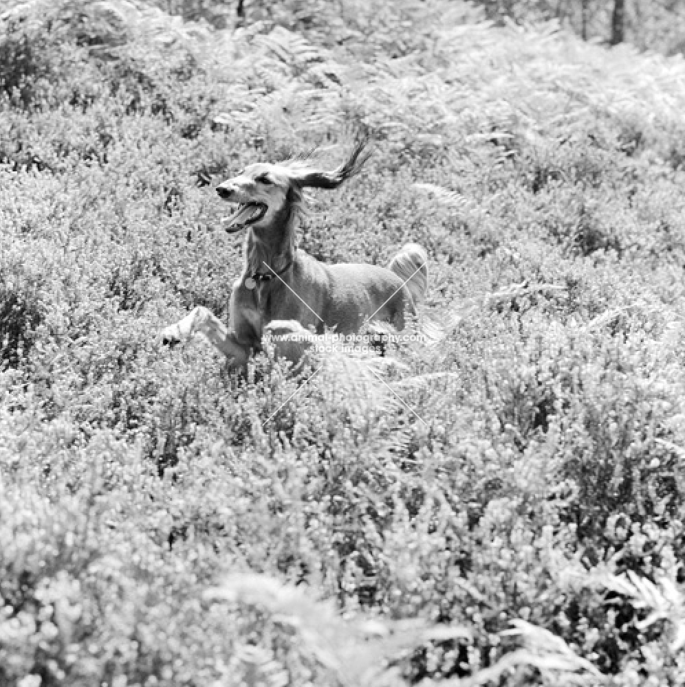 saluki bounding through heather