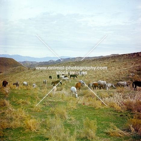 Herd of iomuds grazing