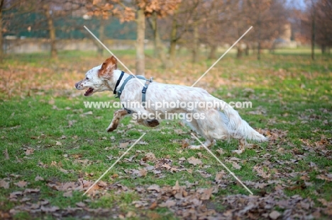 orange Belton Setter running in a park