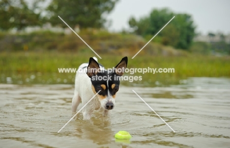 Toy Fox Terrier retrieving ball