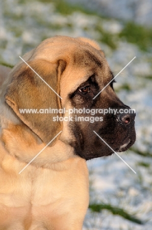 Mastiff puppy