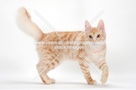 Turkish Angora cat walking, red silver tabby colour