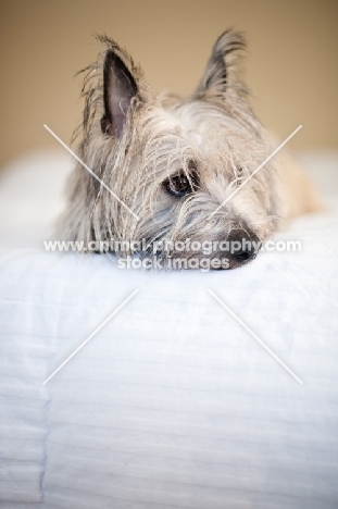 Scruffy wheaten Cairn terrier lying on bed, resting head.