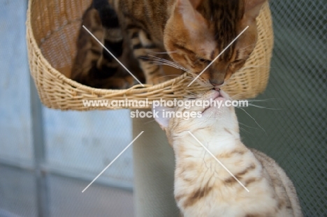 two bengal cats kissing