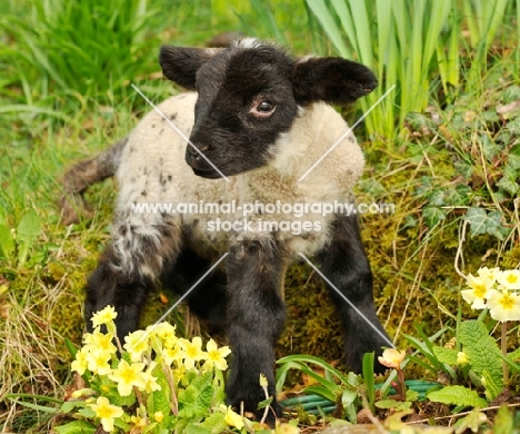 black faced lamb in spring