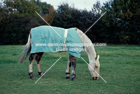 cob wearing new zealand rug