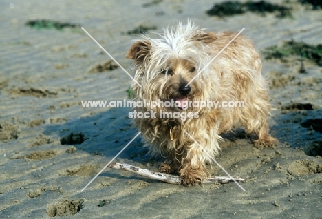 unkempt norfolk terrier with flying ears playing on beach with stick