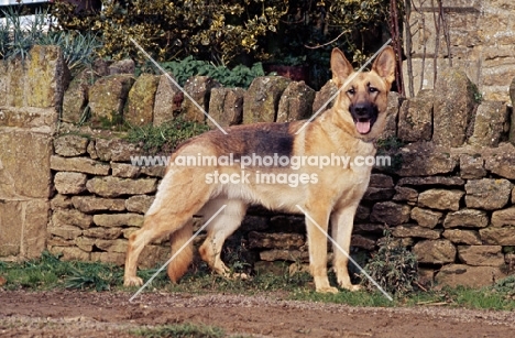 german shepherd dog standing by a stone wall