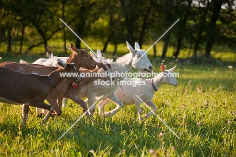 herd of Saanen and Alpine goats running in sunlit meadow