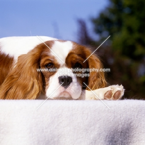 alansmere,relaxing cavalier king charles spaniel lying down