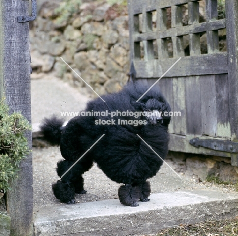 champion springett rupert of montfleuri, black minaiture poodle, his hair blown in strong wind