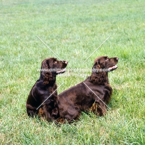two field spaniels sitting together in a field