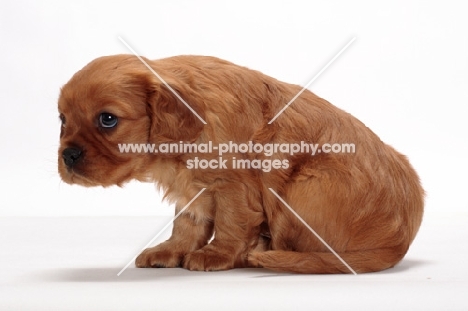 ruby Cavalier King Charles puppy