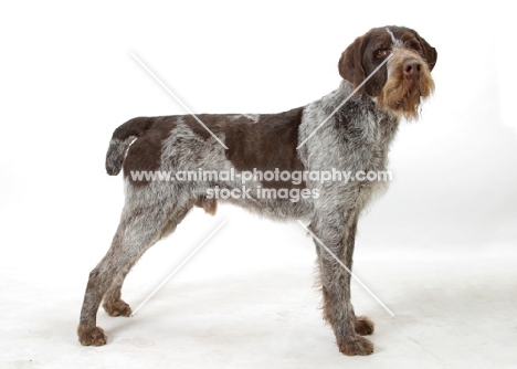 Australian Champion German Wirehair Pointer, side view