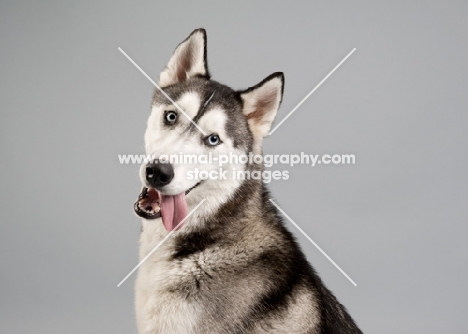 Portrait of Siberian Husky in studio, tongue hanging out.