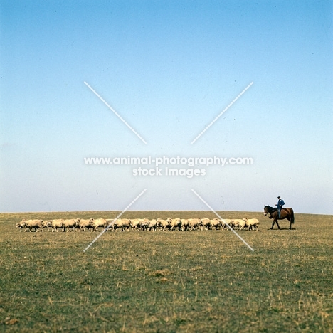 distant view of Hungarian Horse and csikó rounding up sheep on Hortobagyi Puszta