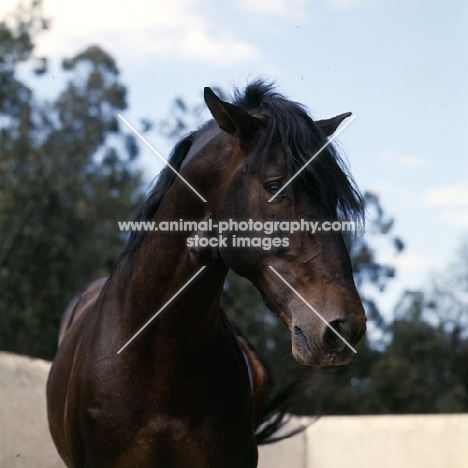 lusitano stallion after gallop around enclosure