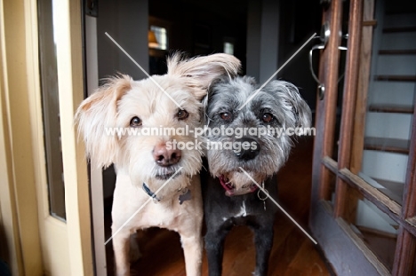 terrier mixes looking out door together