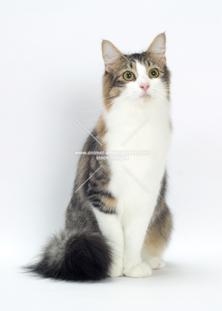 Norwegian Forest cat, front view